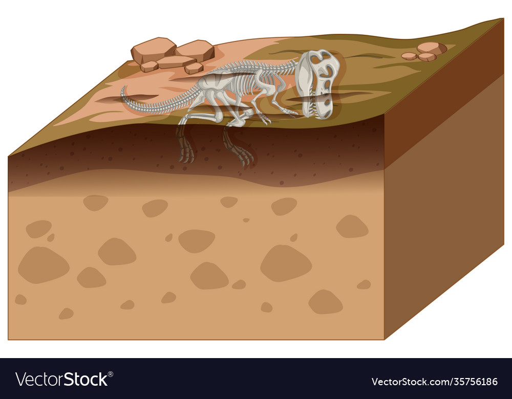 Soil layers with dinosaur fossil vector image Soil layers with dinosaur fossil