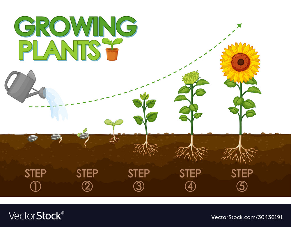 Diagram showing how plants grow from seed to Vector Image