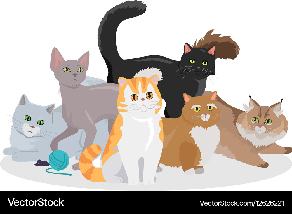 Cats breeds flat web banner Royalty Free Vector Image