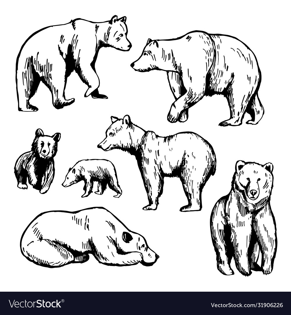 Hand drawn bear on white background sketch