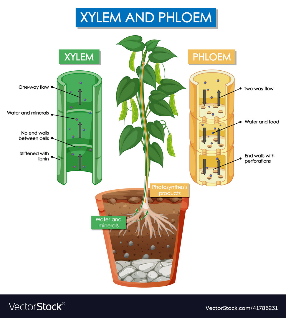 xylem and phloem diagram for kids