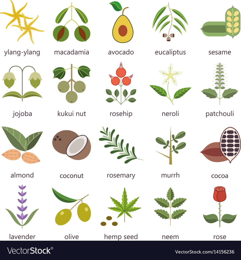 Image result for herbs and plants