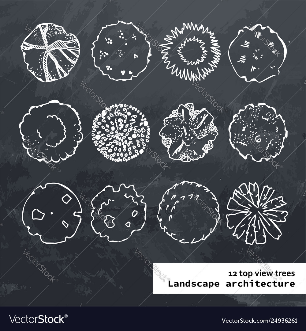 Top view outline set different trees vector image Top view outline set different trees