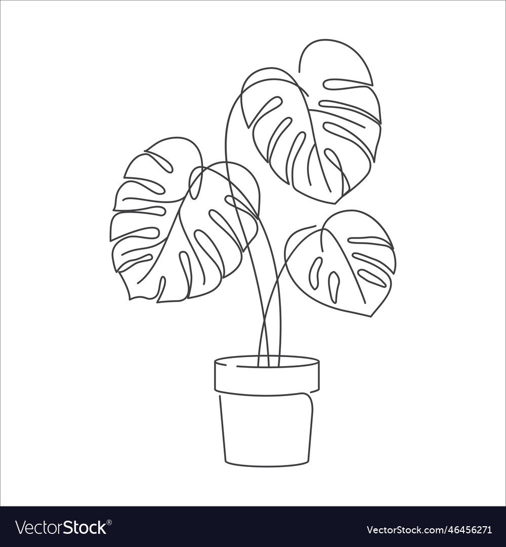 Monstera Delicosa Plant Leaves In Linear Drawing Vector Image