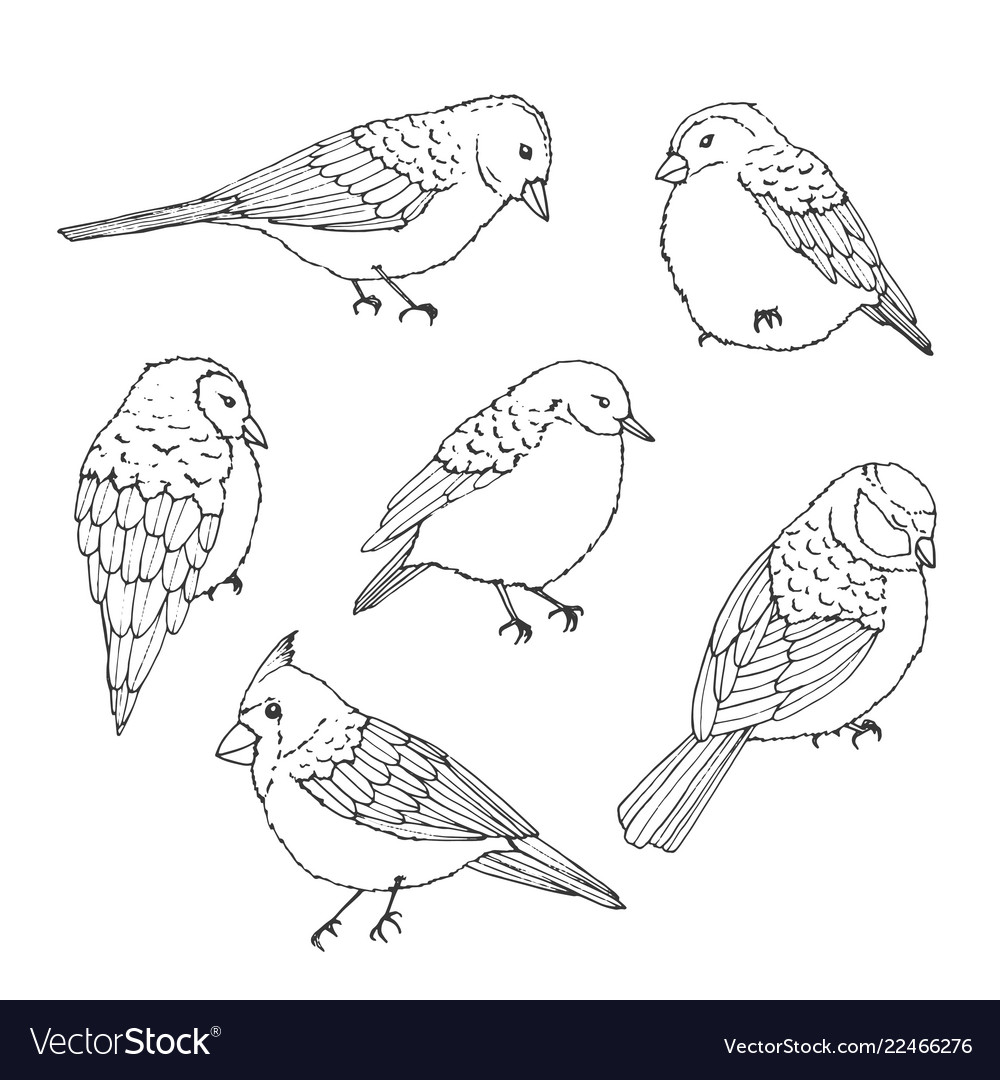 Hand Drawn Birds Line Art Set Cute Animals Vector Image