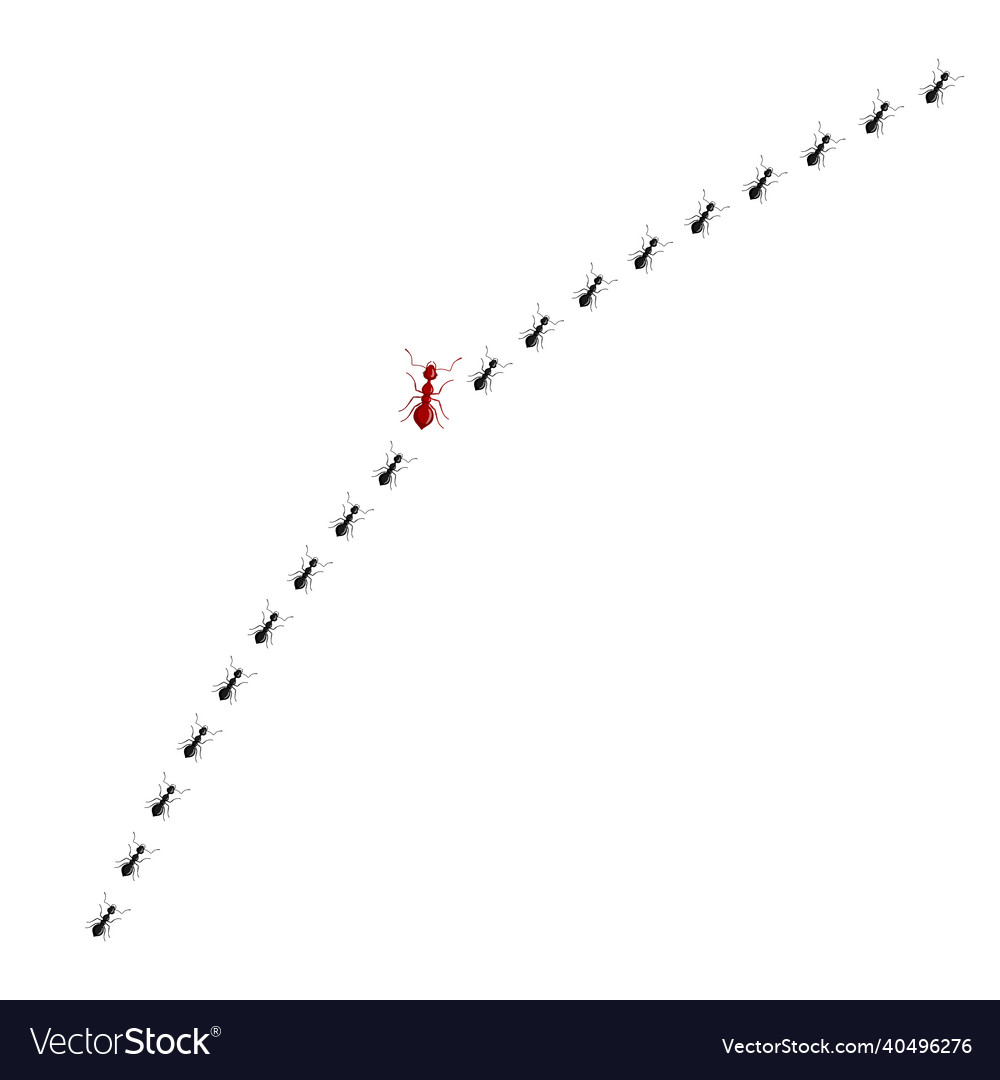 Red ant going different way from black ants Vector Image Red ant going different way from black ants