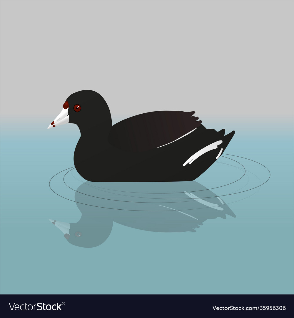 An american coot or mud hen