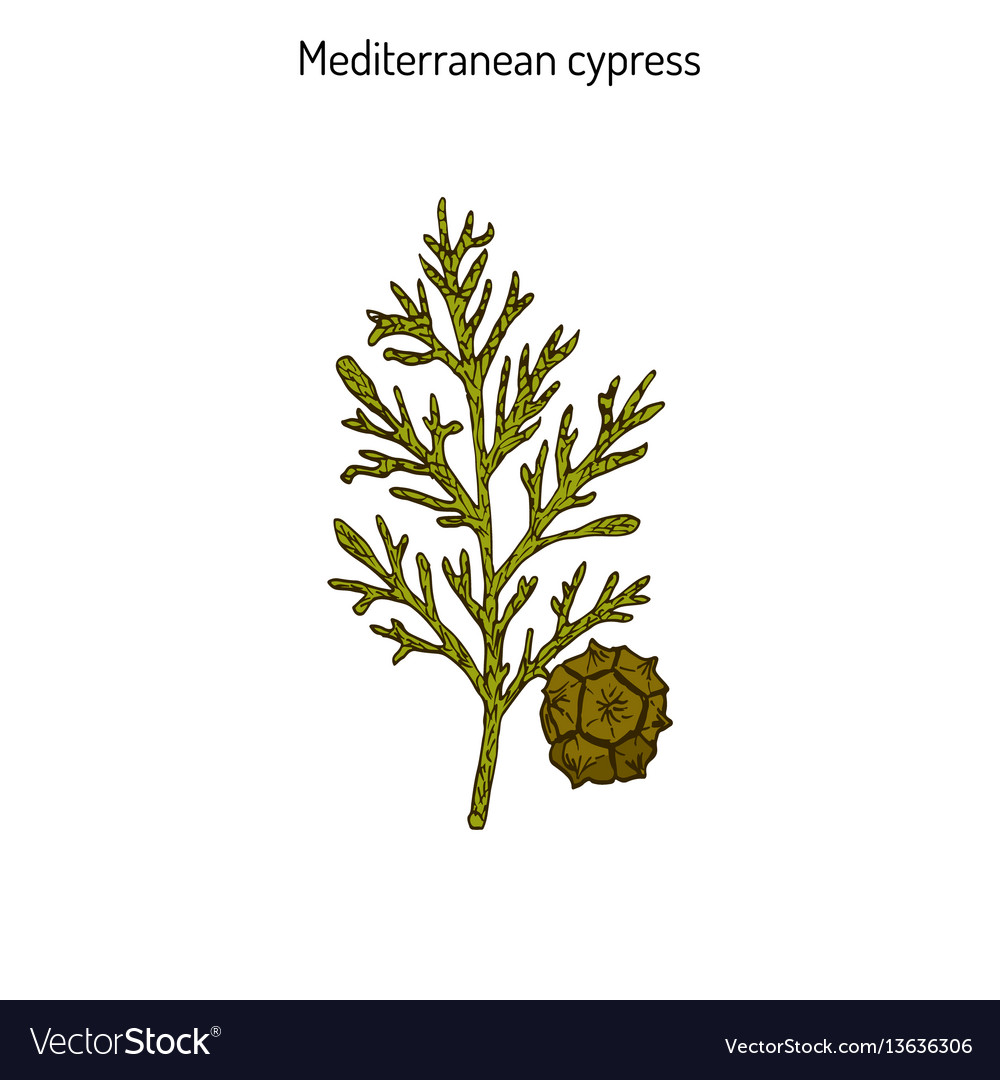 Cypress Sprig Royalty Free Vector Image Vectorstock