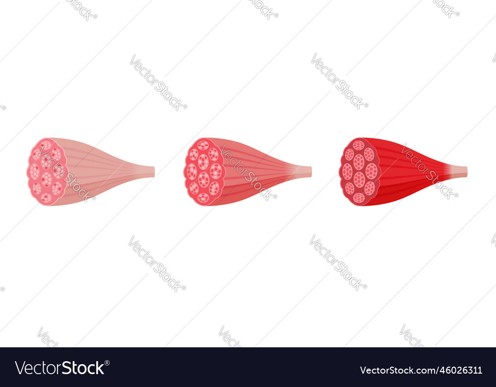 3 types of muscle white mixed and red set Vector Image