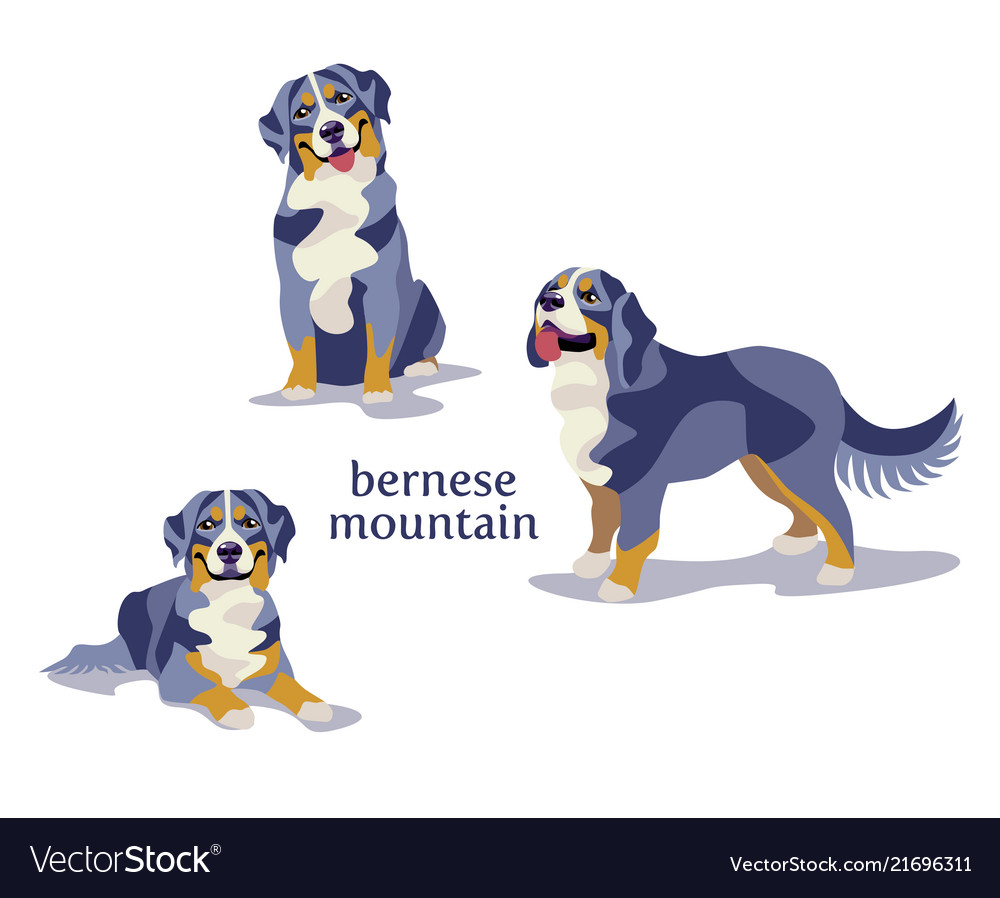 Bernese mountain dog