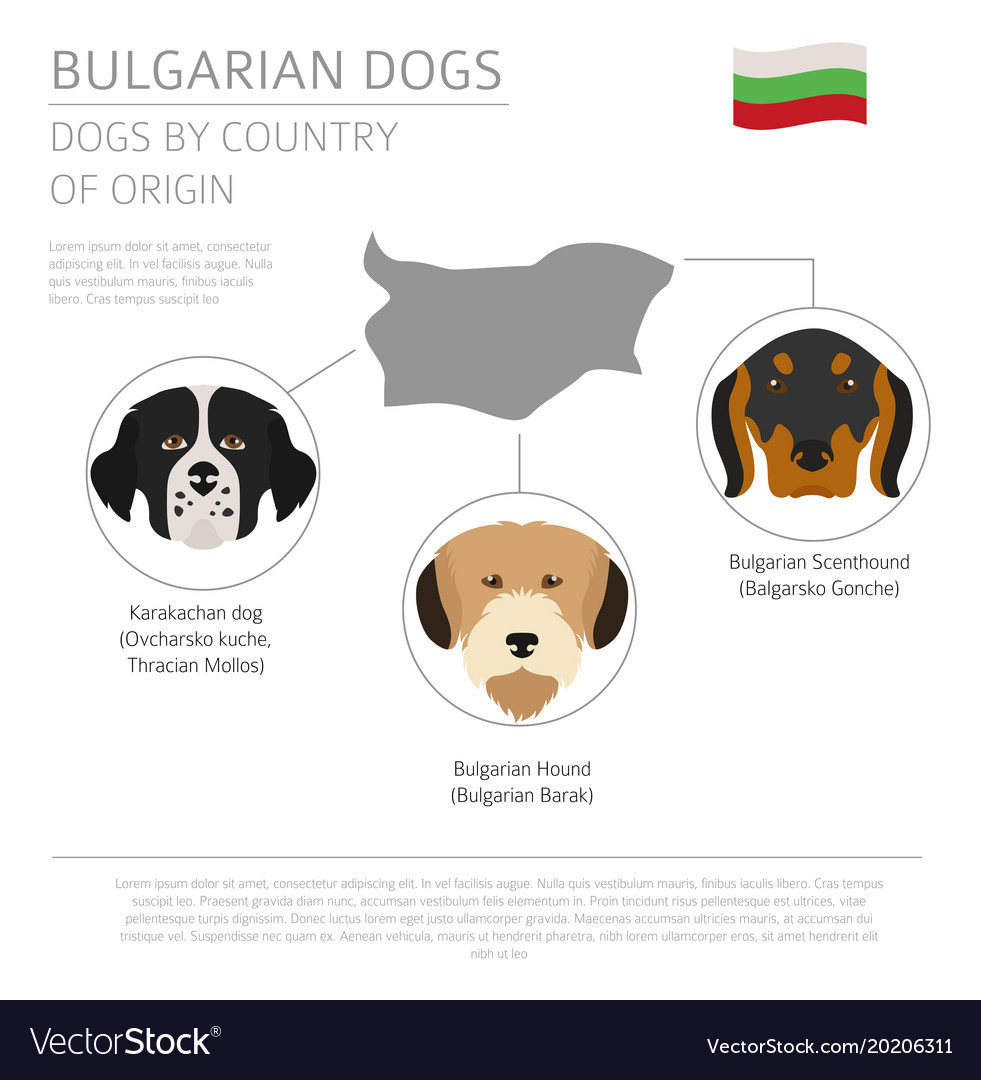 Bulgarian store dog breed