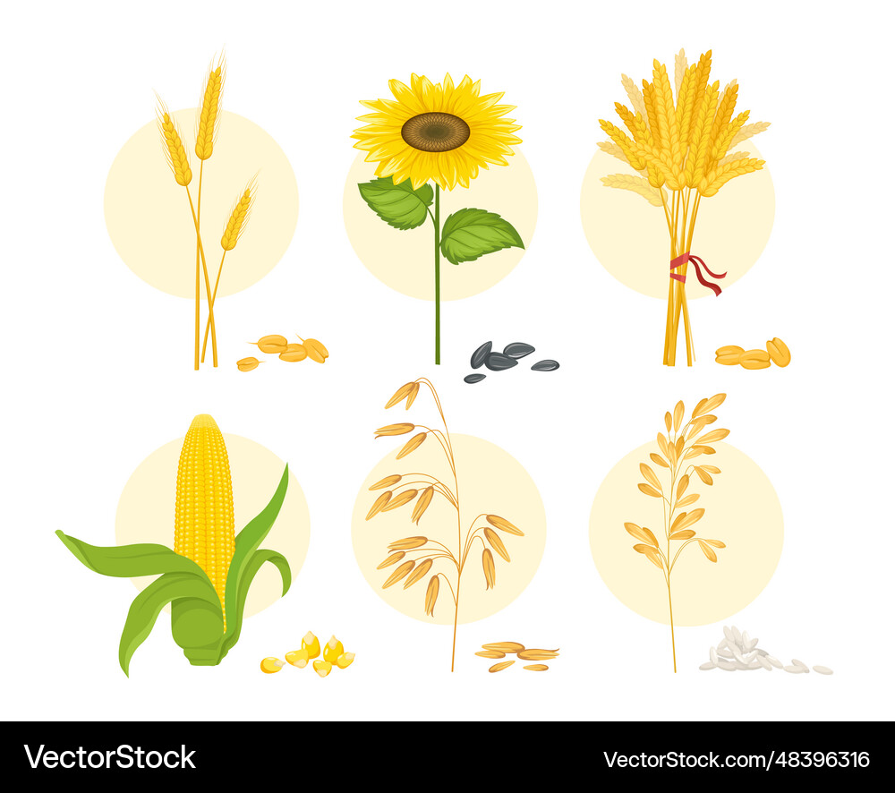 Cereal crops set Royalty Free Vector Image - VectorStock