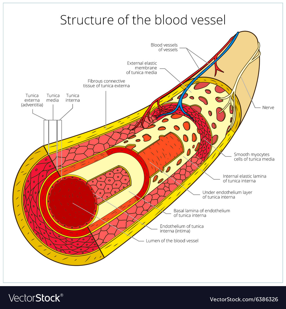 Structure of the blood vessel medical Royalty Free Vector