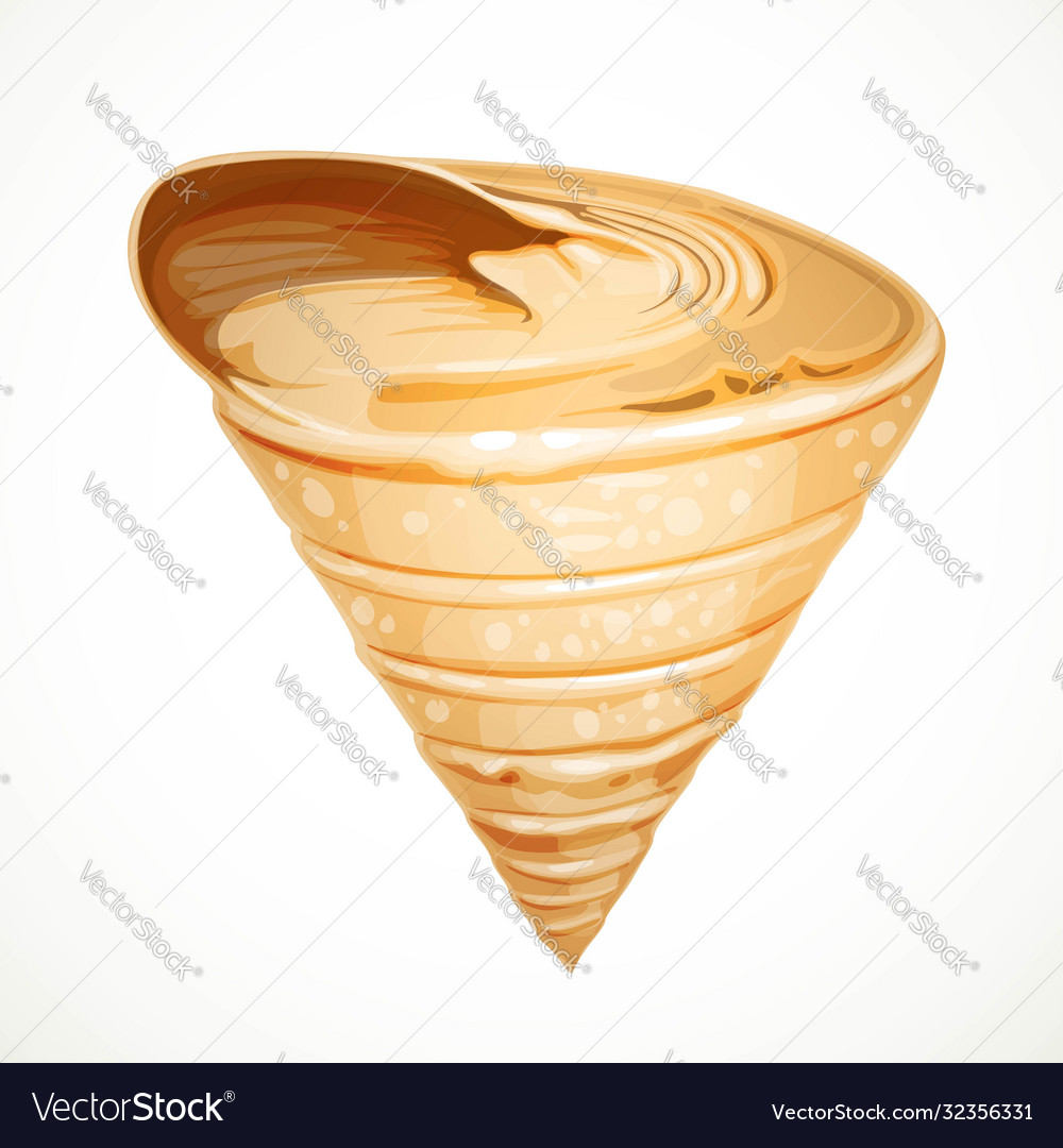 Realistic triangular gabled seashell isolated Vector Image Realistic triangular gabled seashell isolated