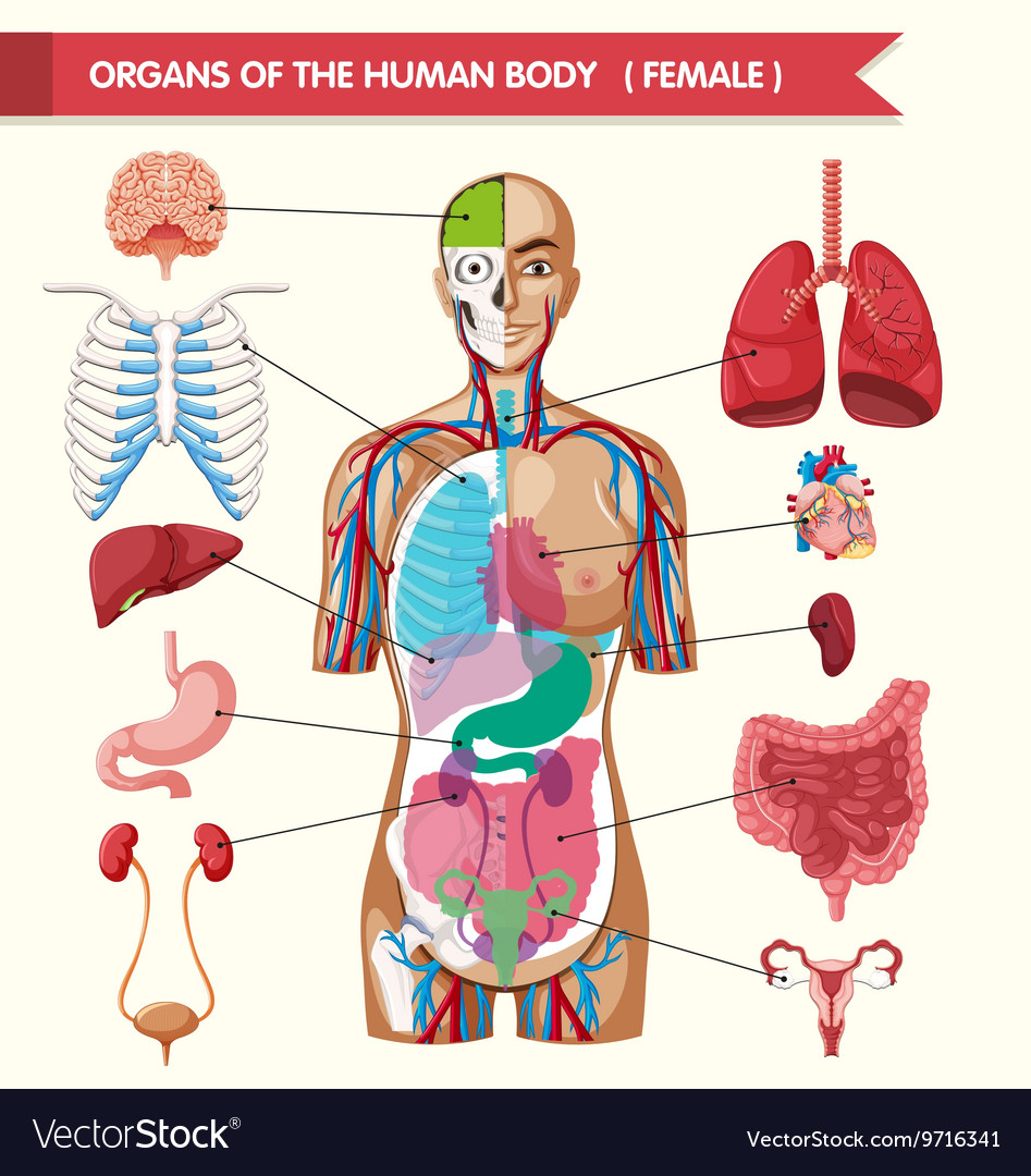 Organs of the human body diagram Royalty Free Vector Image