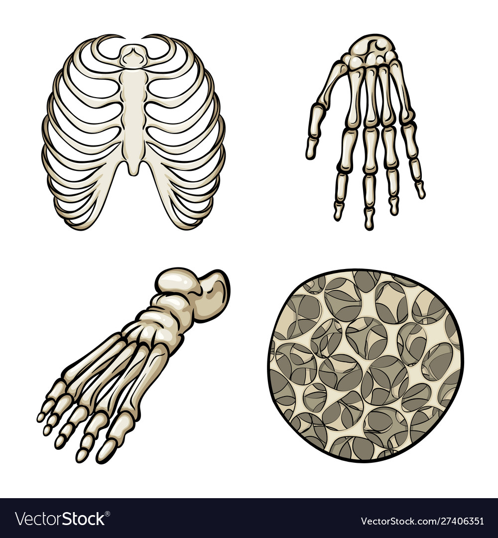 Isolated object bone and skeleton symbol set Vector Image Isolated object bone and skeleton symbol set