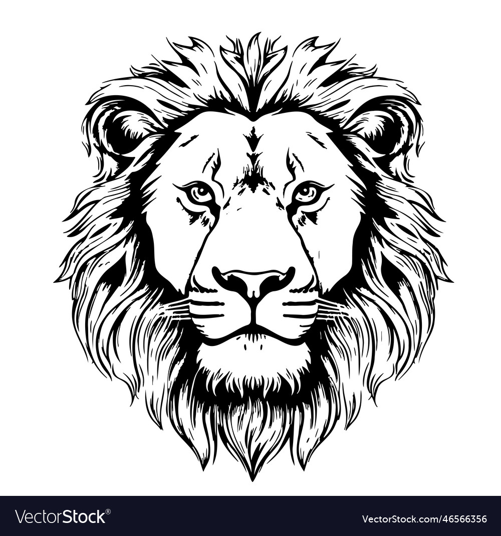 Lion Sketch Vector Art, Icons, and Graphics for Free Download