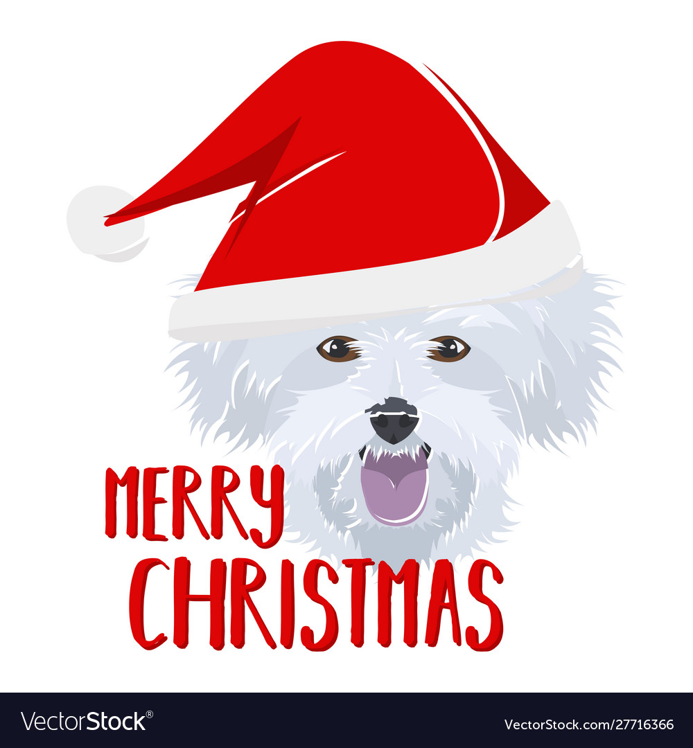 Dog maltese merry christmas Royalty Free Vector Image