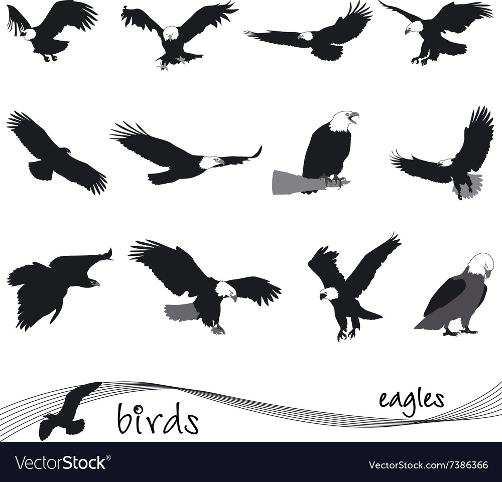Eagle Silhouettes Collection