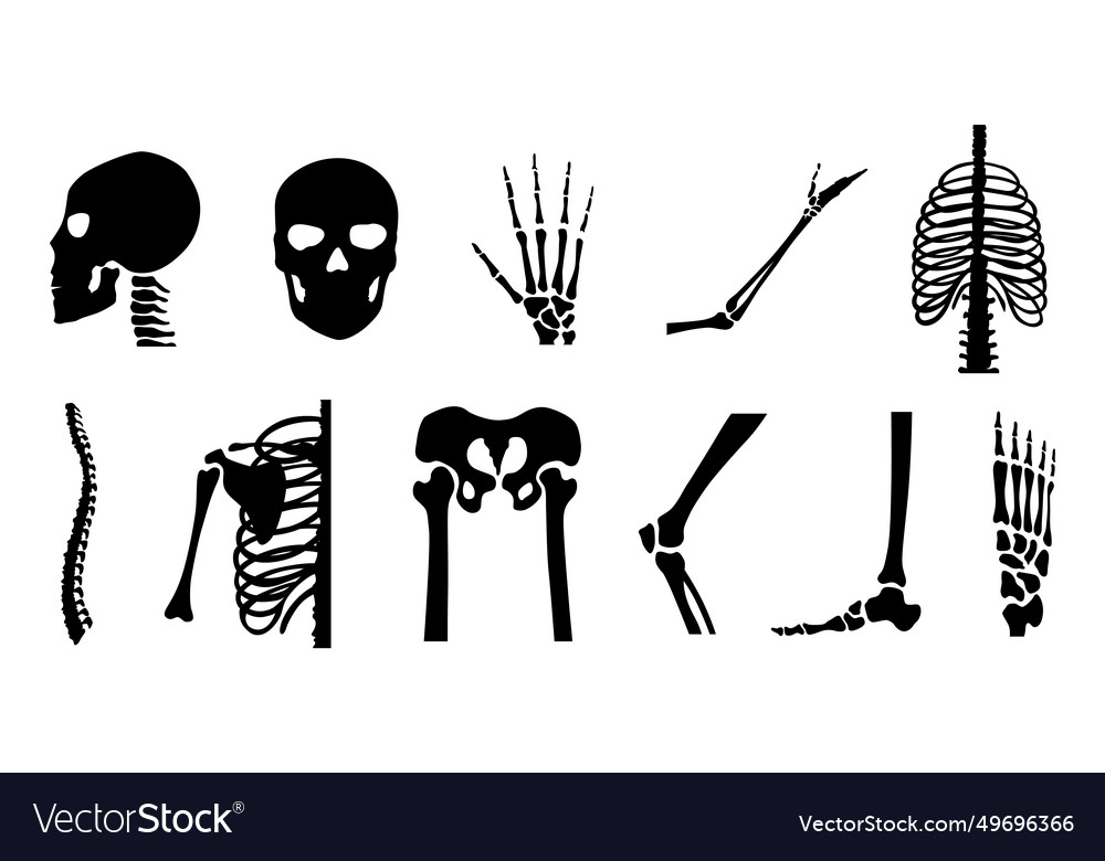 Human bones orthopedic and skeleton icon set bone Vector Image