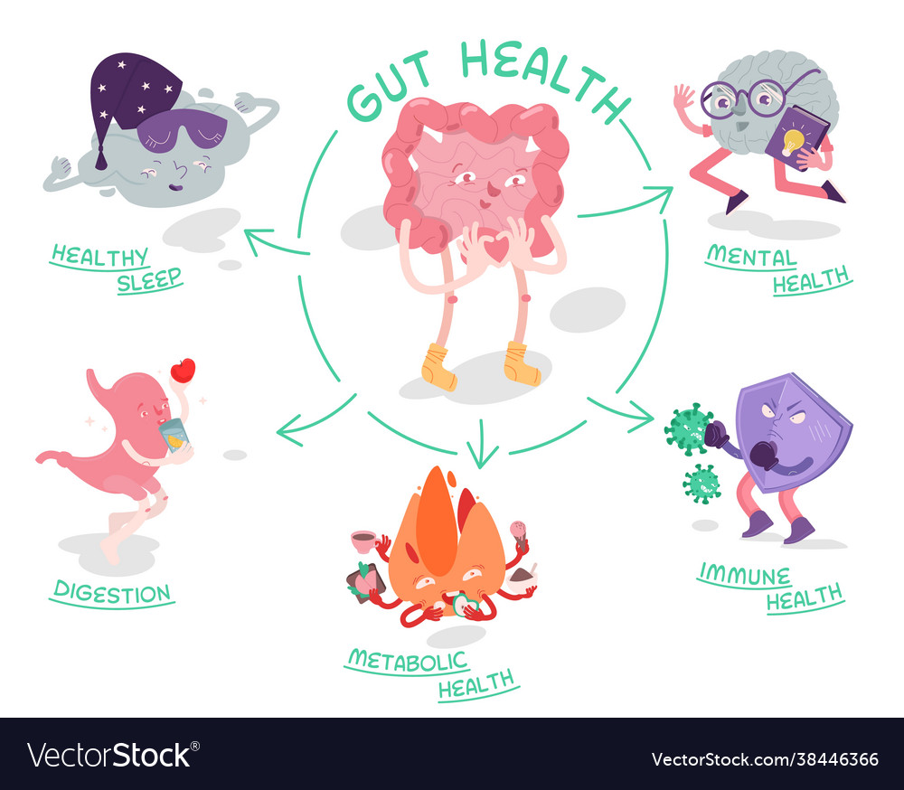 Why Gut Health Matters Scientific Poster Vector Image