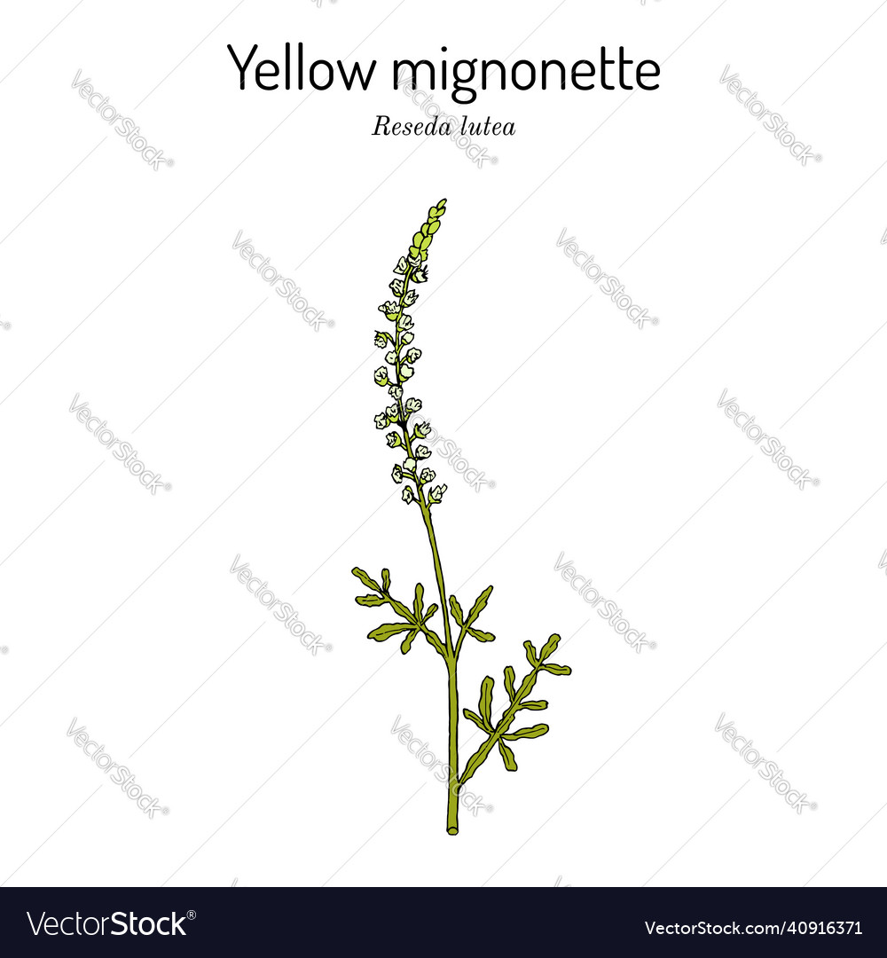 Yellow or wild mignonette reseda lutea medicinal