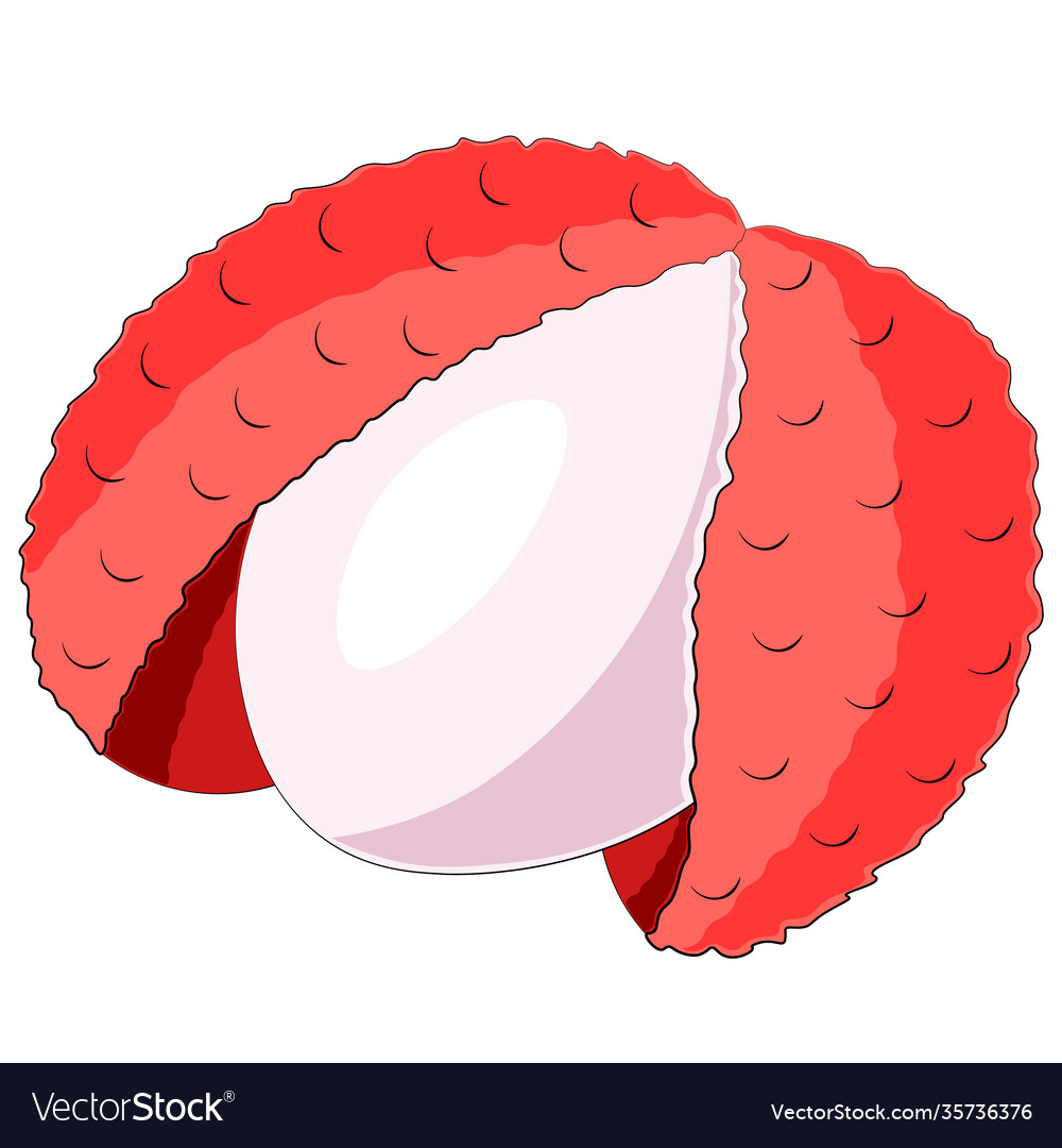 Drawn single asian fruit lychee in color