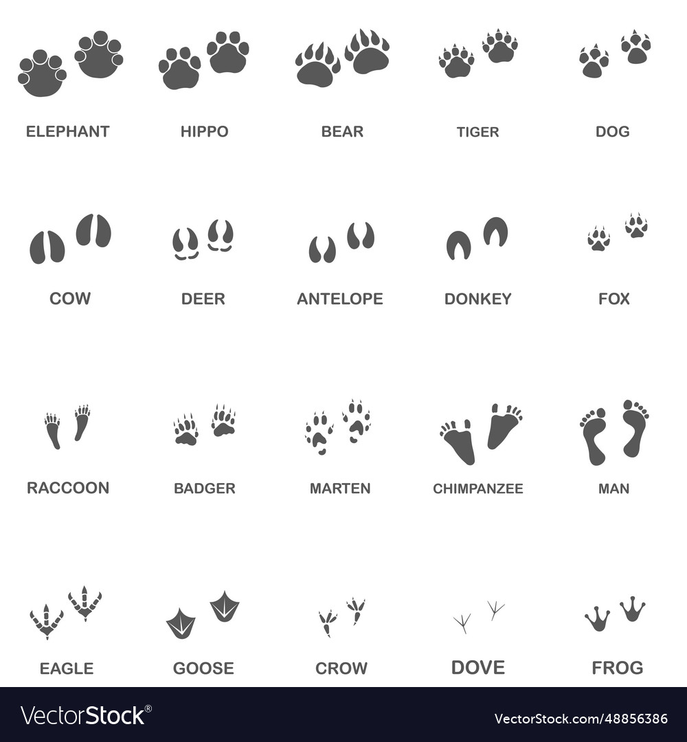 Traces with signature a large set of traces Vector Image