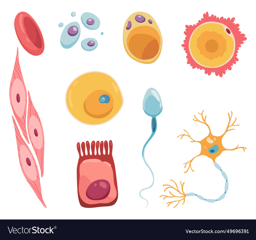 Different human cell types icon set medicine Vector Image