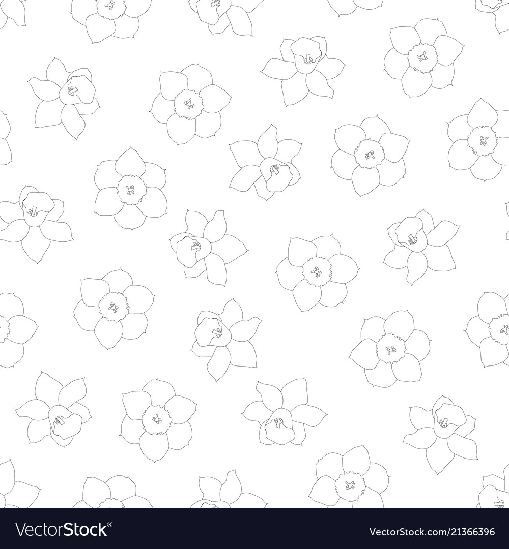 Daffodil - narcissus flower outline on white