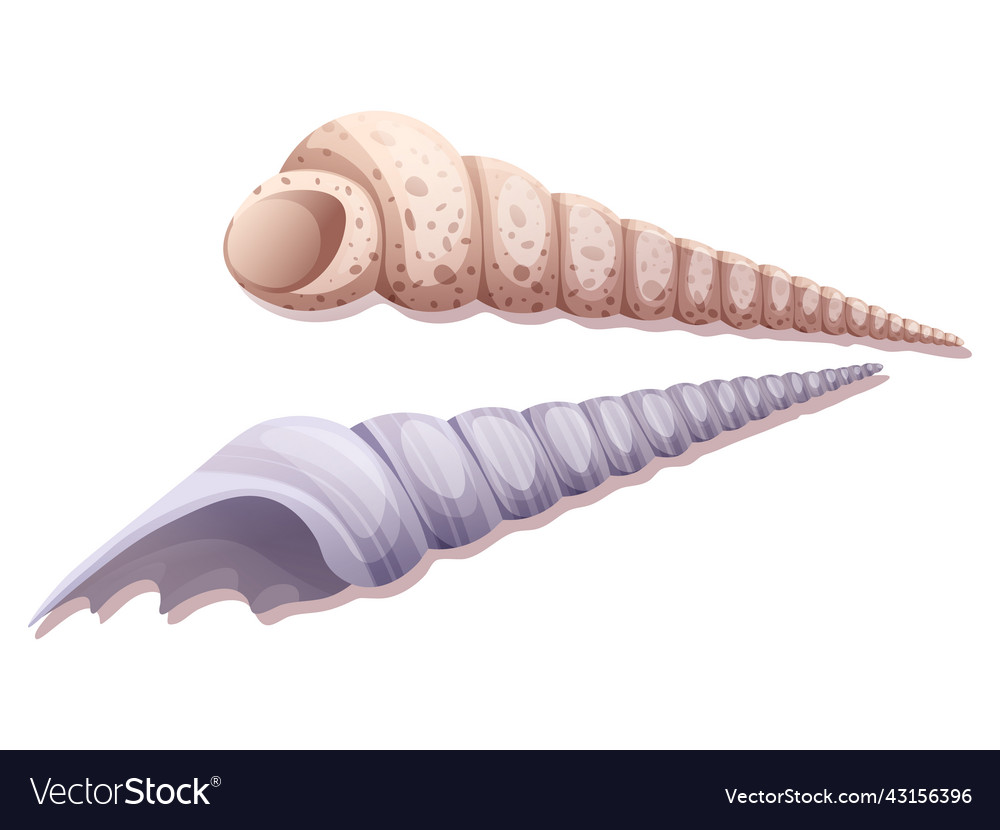 Spiral seashells on a white background mollusk