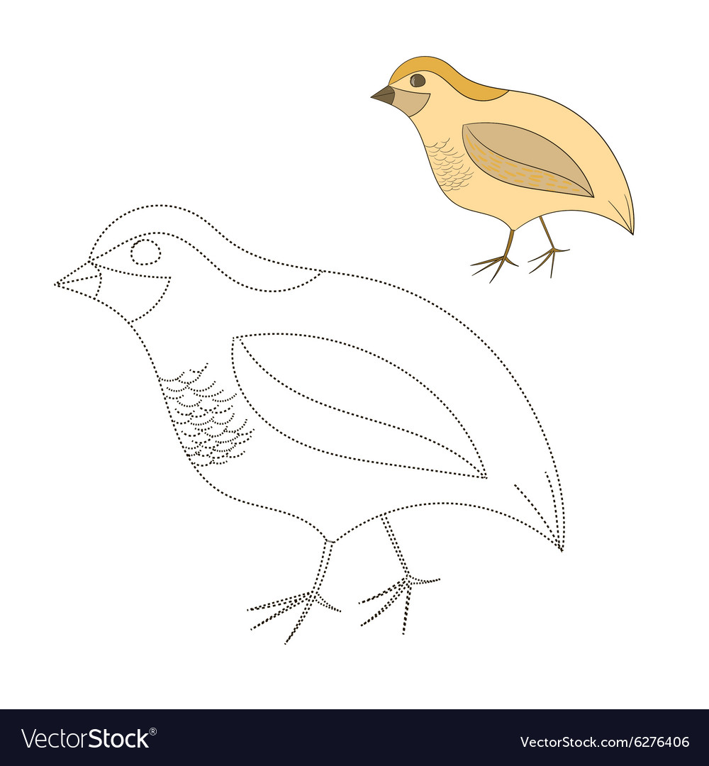 Connect the dots game quail