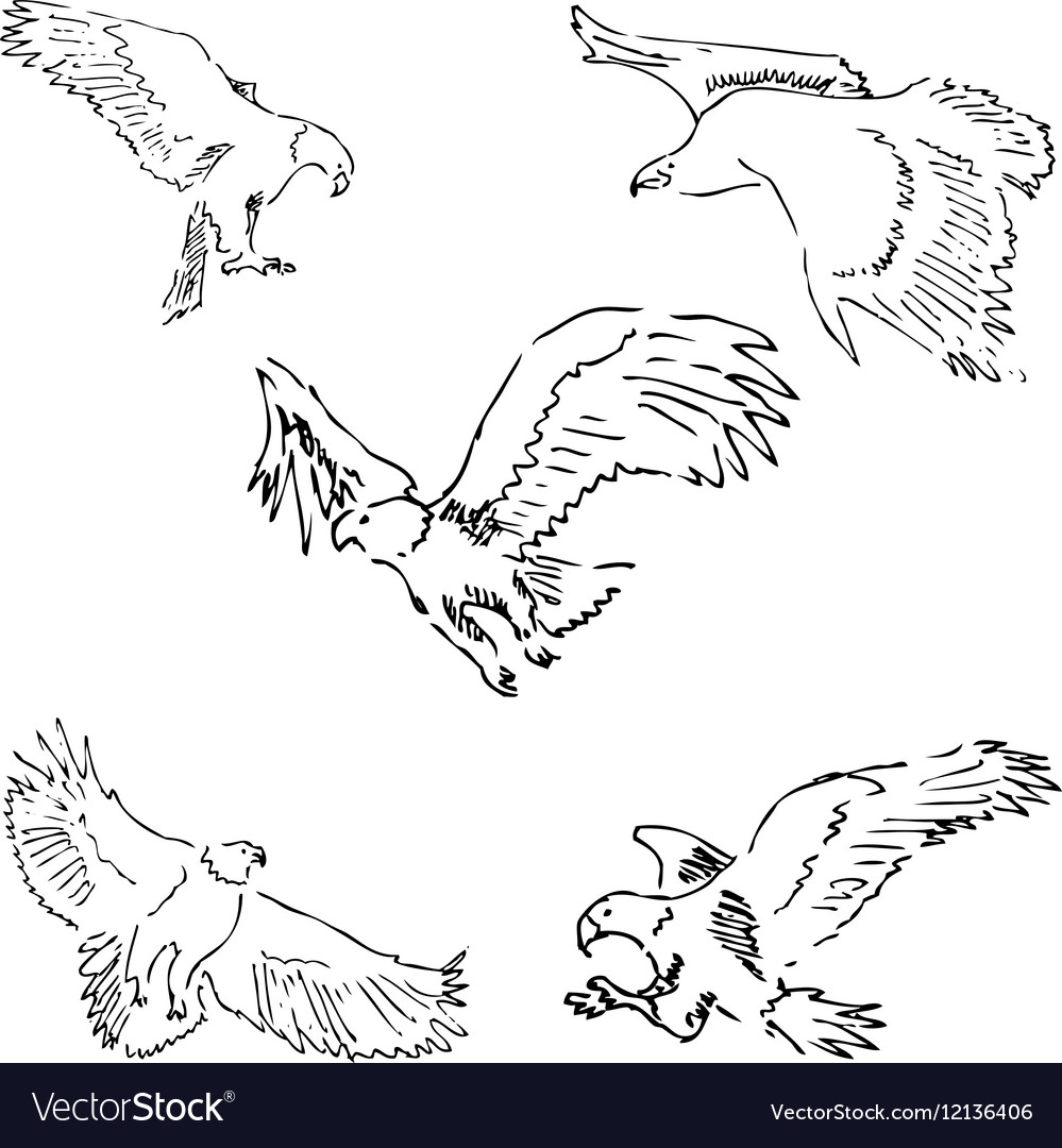 pic2flycom  This website is for sale  Resources and Information  Eagle  drawing Fly drawing Eagle art