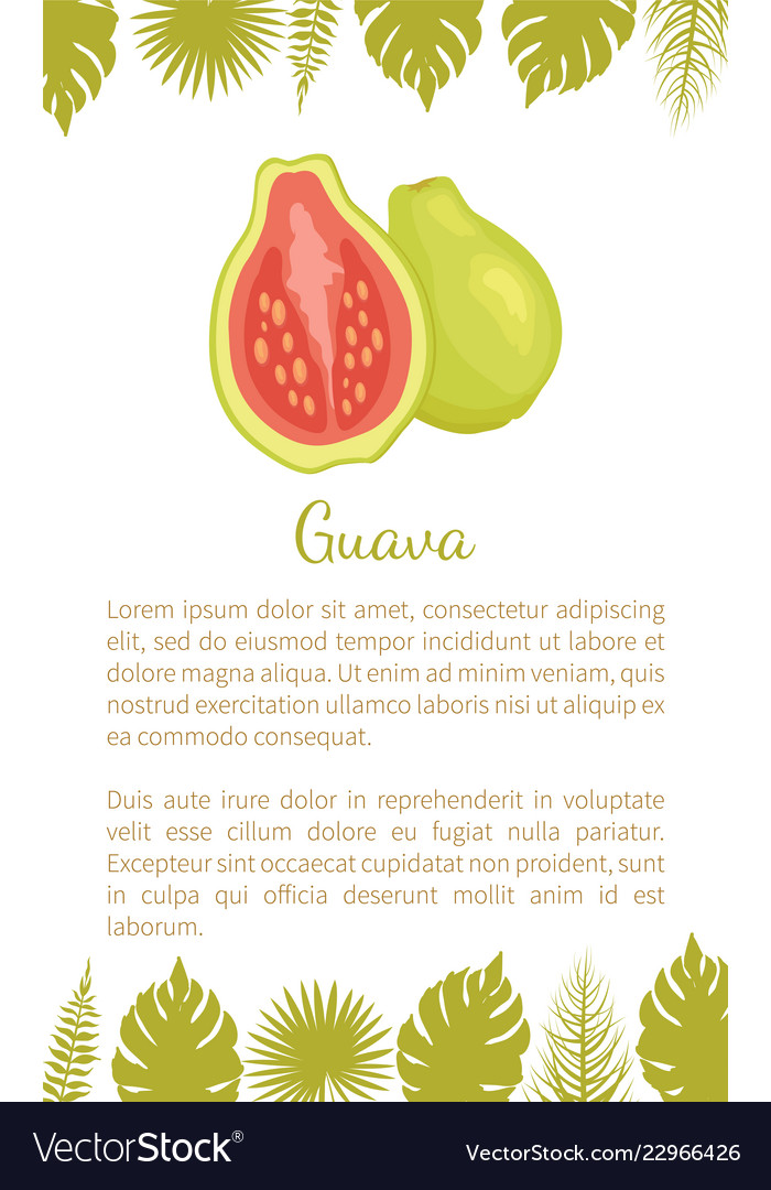 Guava pineapple guavas exotic juicy fruit Vector Image