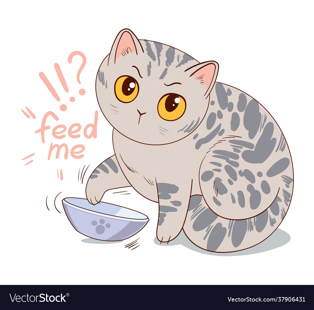 Cat asks for feed sitting in front an empty