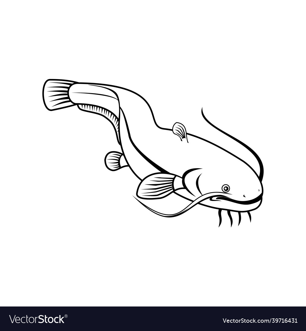 Sheatfish or wels catfish swimming down retro Vector Image