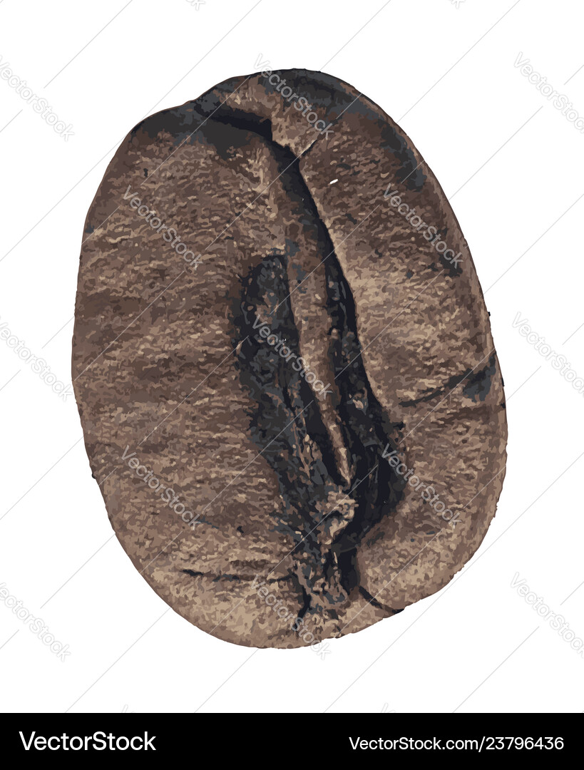 Coffee bean Royalty Free Vector Image - VectorStock