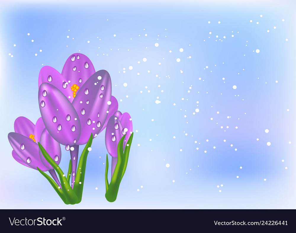 Crocus and snow