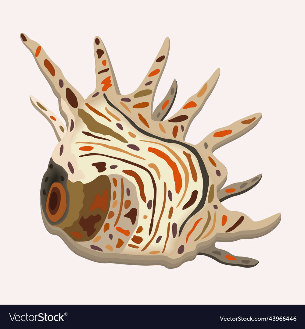 Isolated of seashell usual shape