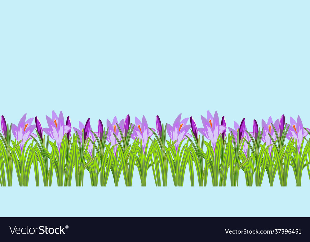 Crocus flowers seamless pattern