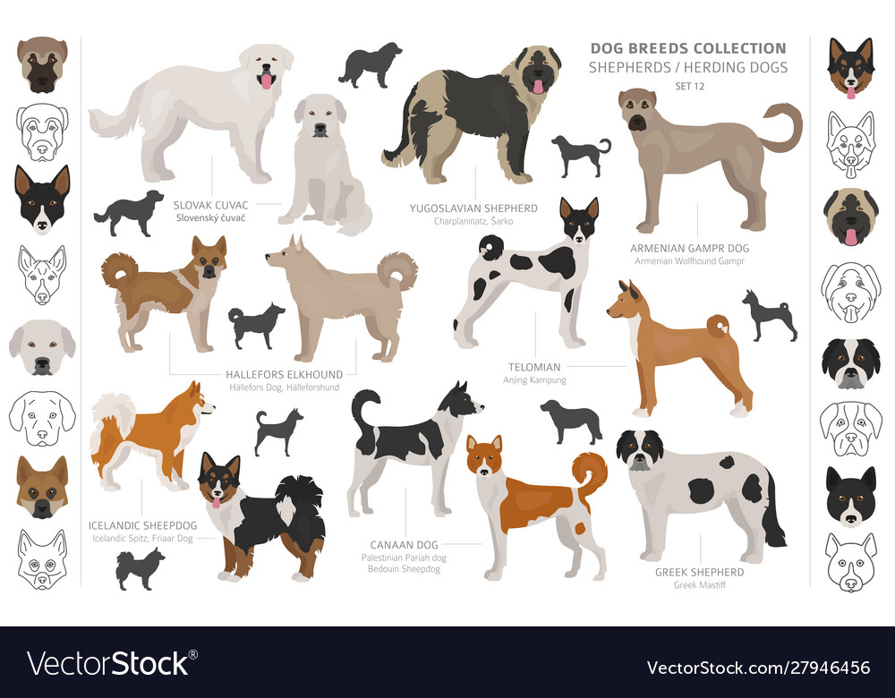 Shepherd and herding dogs collection isolated Vector Image