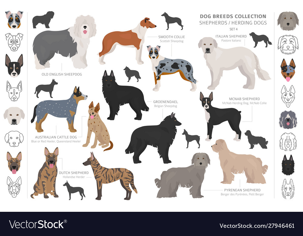 Shepherd and herding dogs collection isolated on Vector Image