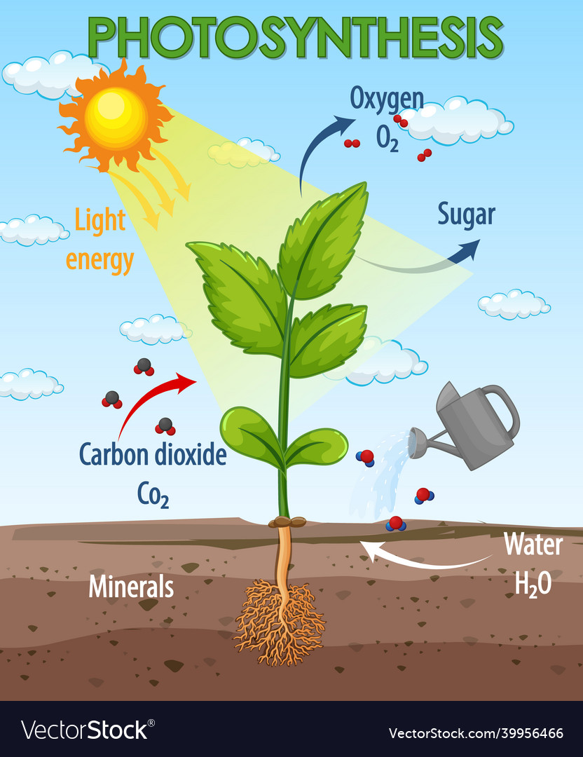 Diagram showing process of photosynthesis in plant