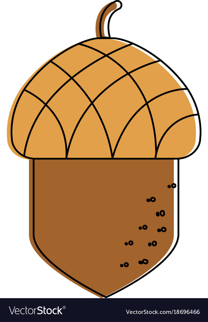 Isolated acorn design