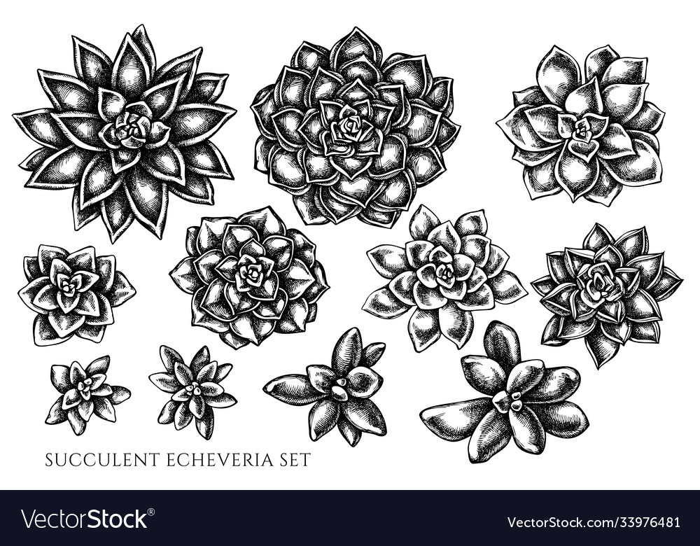 Set hand drawn black and white succulent Vector Image