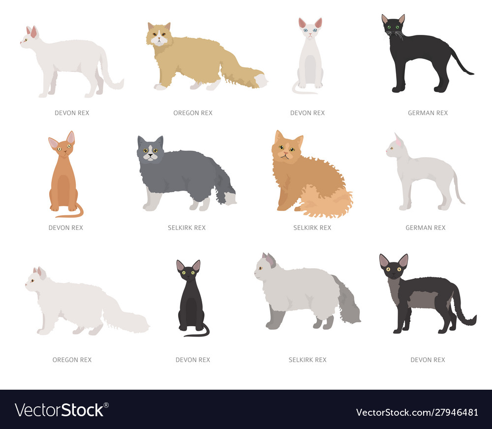 all domestic cat breeds