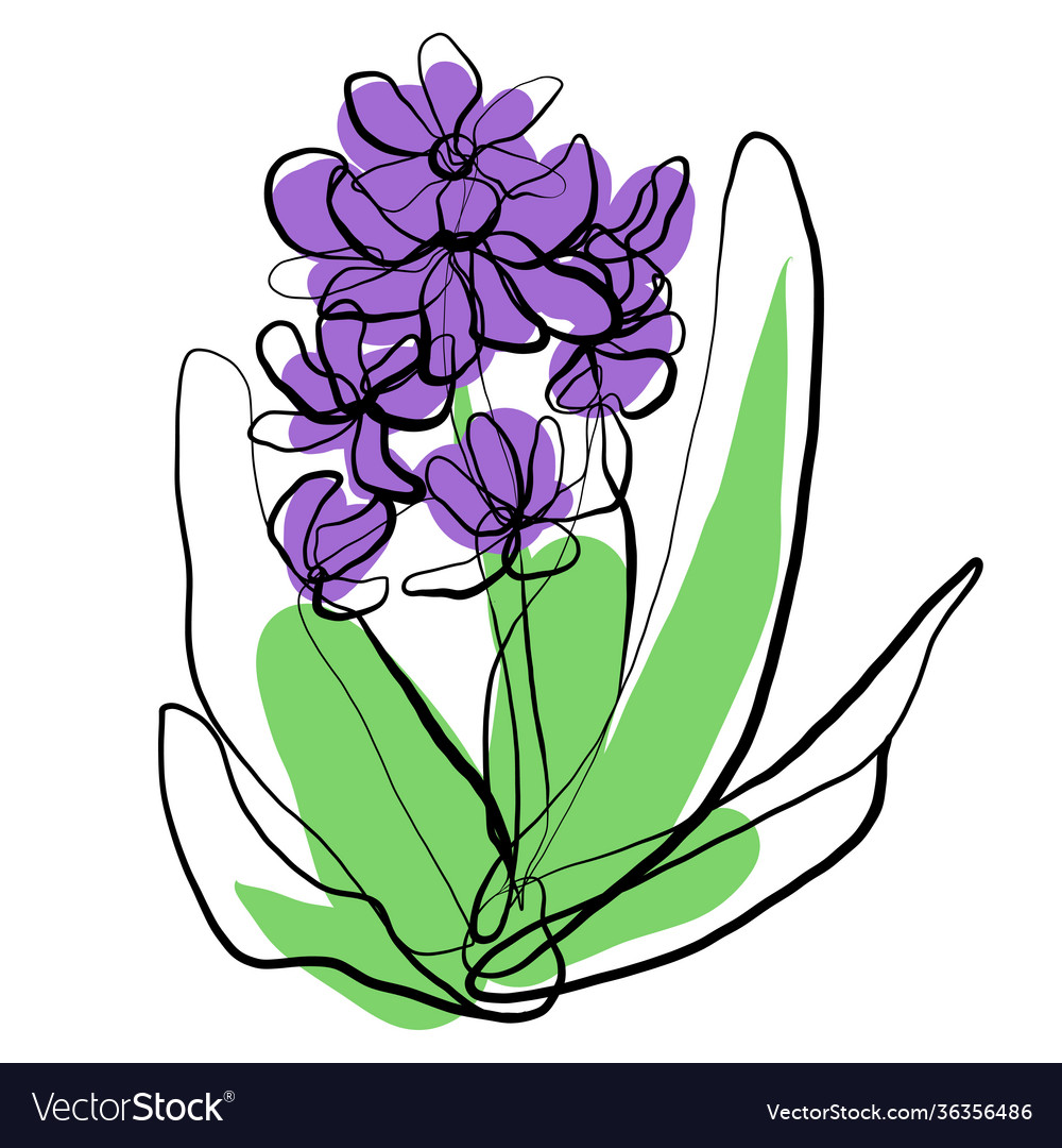 Hyacinth sketch continuous line