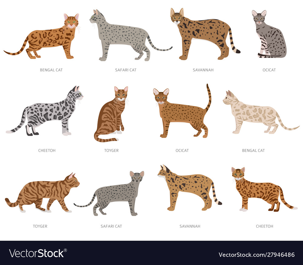 Different types store of jungle cats