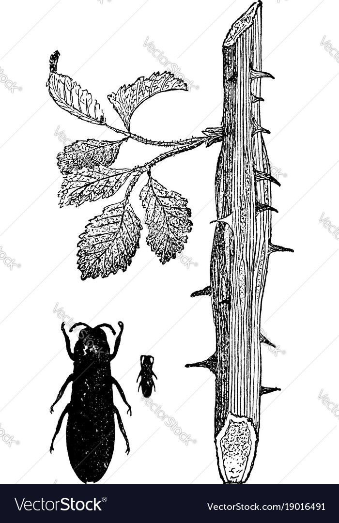 Beetle borer vintage Royalty Free Vector Image