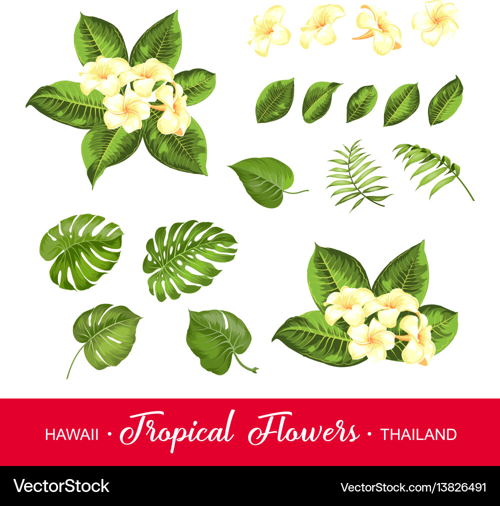 Set tropical flowers elements Royalty Free Vector Image
